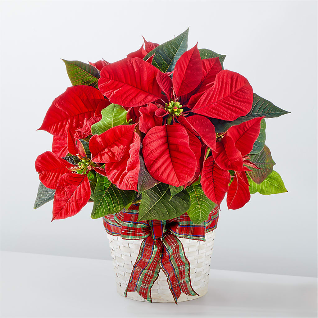 Happiest Holidays Poinsettia – Distinctive Designs Floral Llc, Vilonia AR