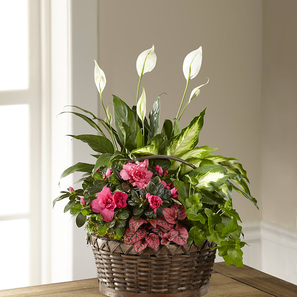 Dream in Pink Dishgarden – Distinctive Designs Floral Llc, Vilonia AR