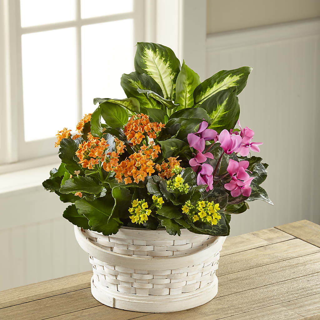 Color Crush Dishgarden – Distinctive Designs Floral Llc, Vilonia AR