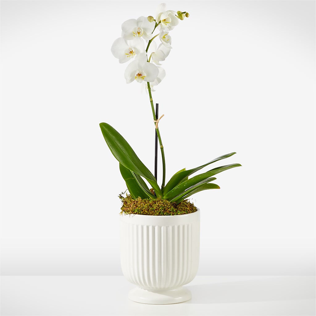 Whispering White Orchid – Distinctive Designs Floral Llc, Vilonia AR