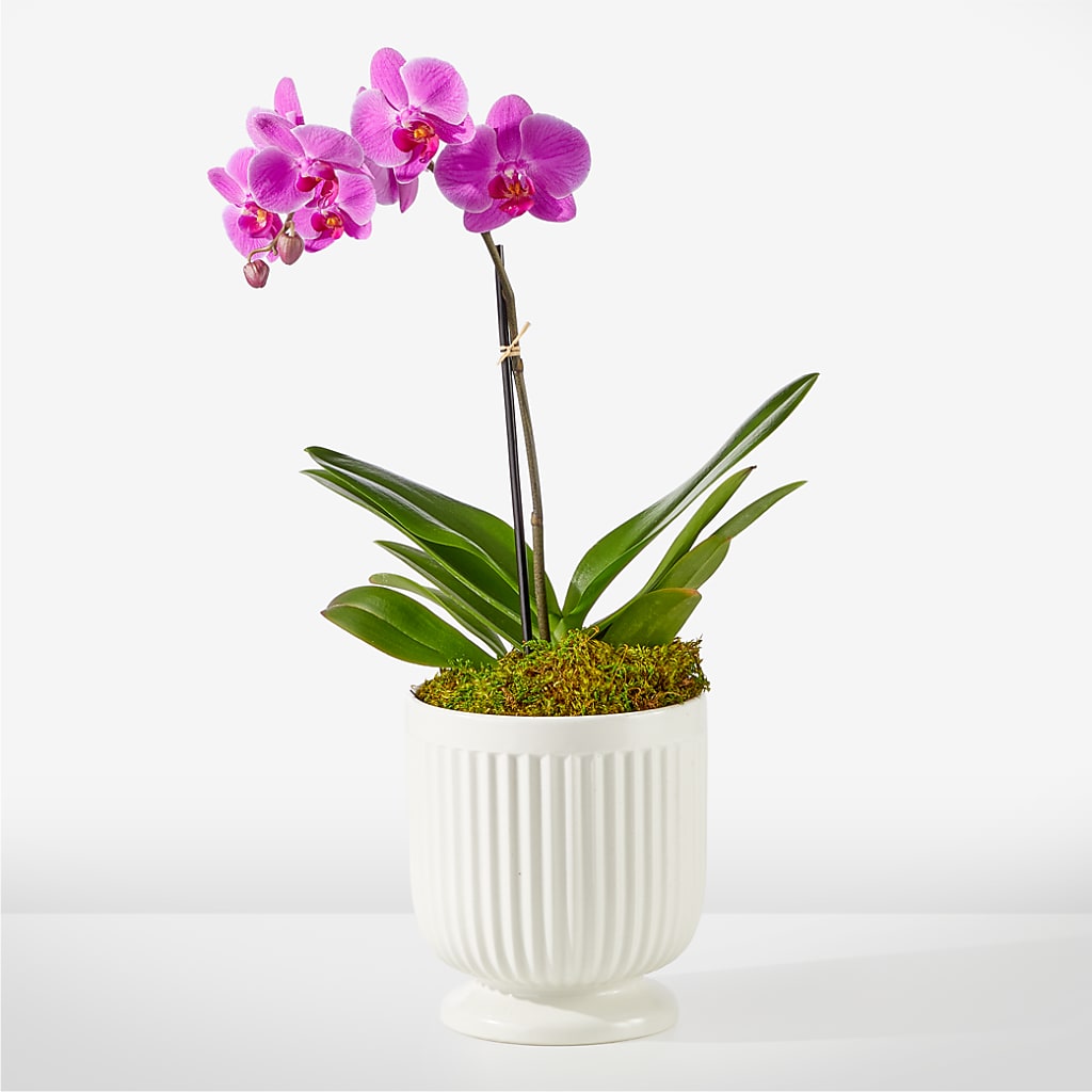 Friendly Fuchsia Orchid – Distinctive Designs Floral Llc, Vilonia AR