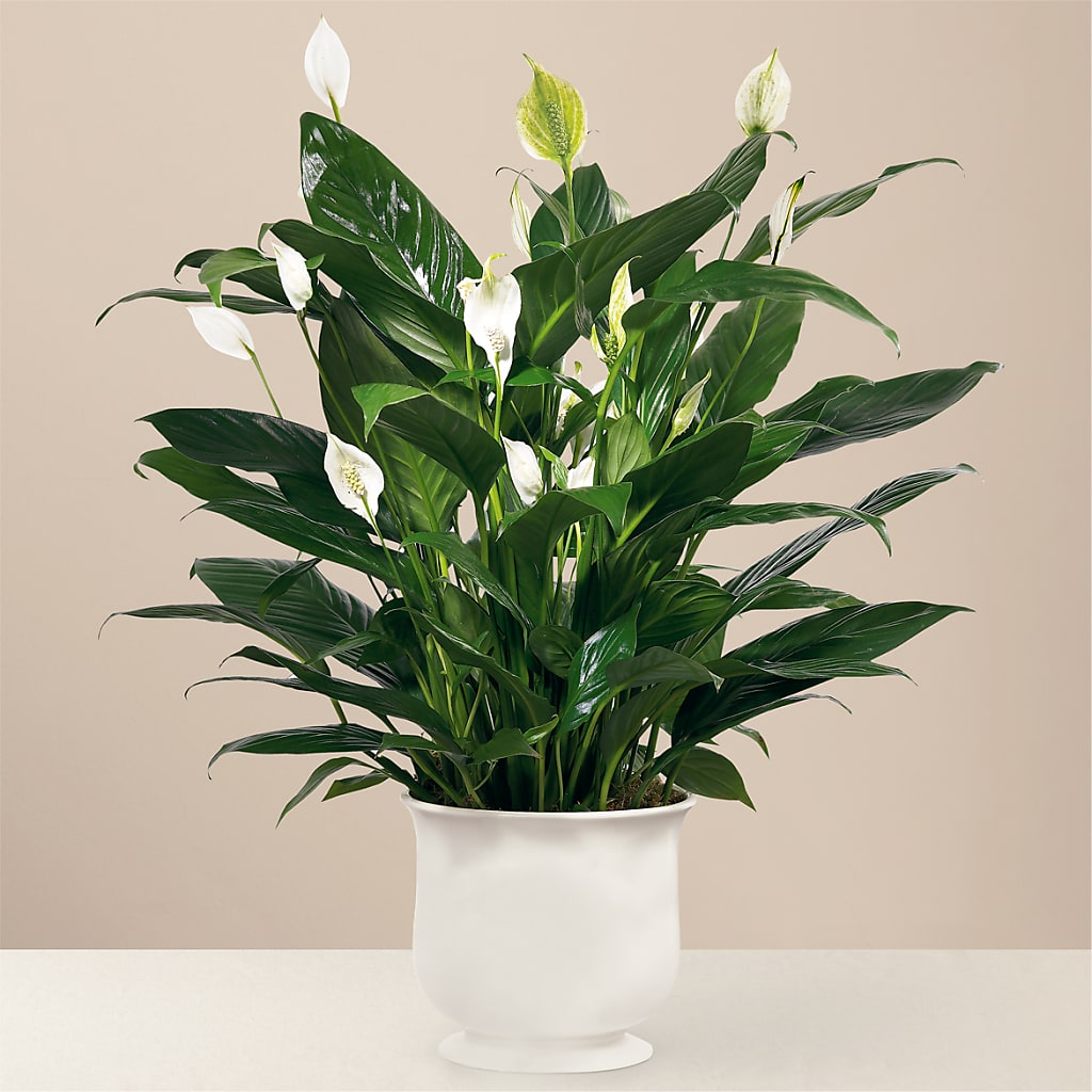 Comfort Planter – Distinctive Designs Floral Llc, Vilonia AR