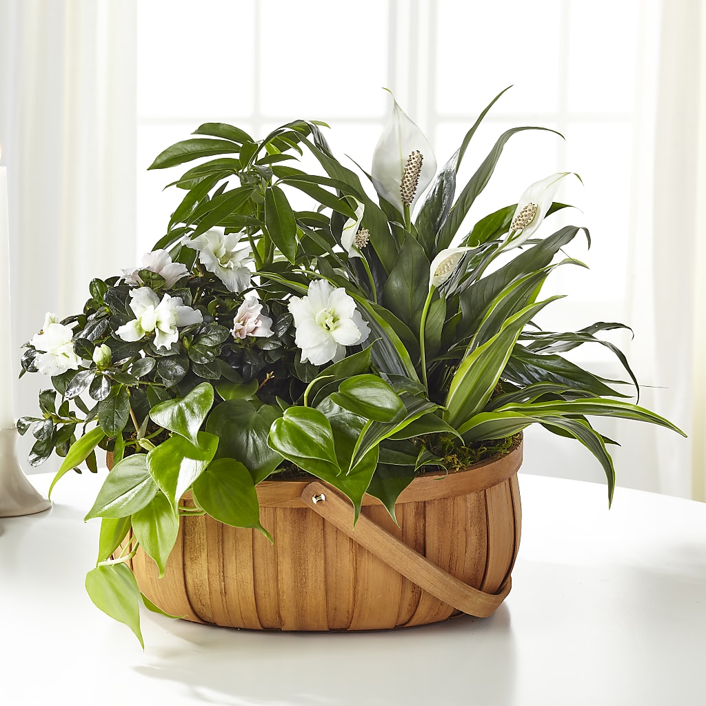 Serene Dishgarden – Distinctive Designs Floral Llc, Vilonia AR