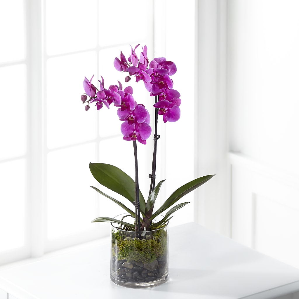 Pink Orchid Plant – Distinctive Designs Floral Llc, Vilonia AR