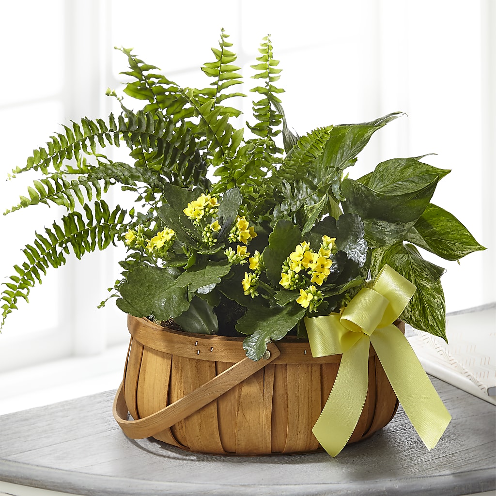 Always Dear Dishgarden – Distinctive Designs Floral Llc, Vilonia AR
