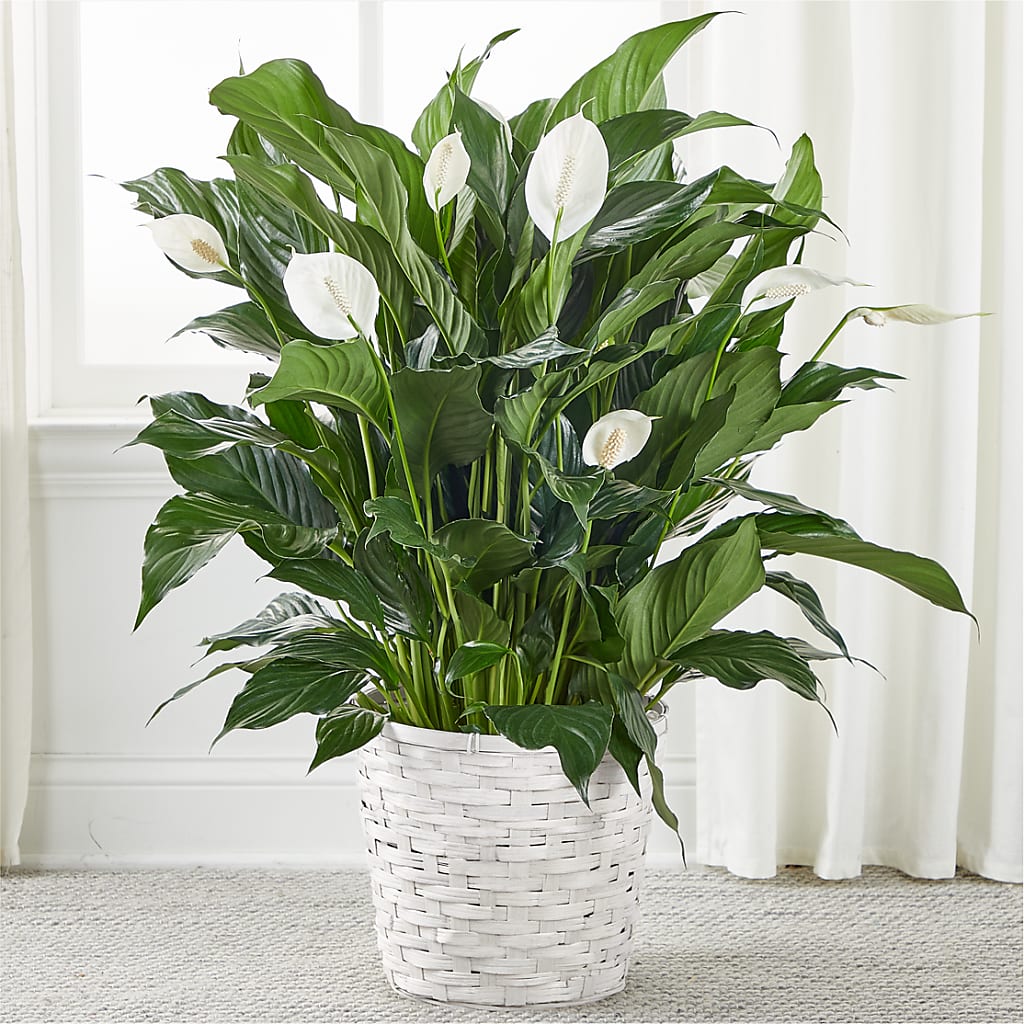 A New Leaf Peace Lily – Distinctive Designs Floral Llc, Vilonia AR