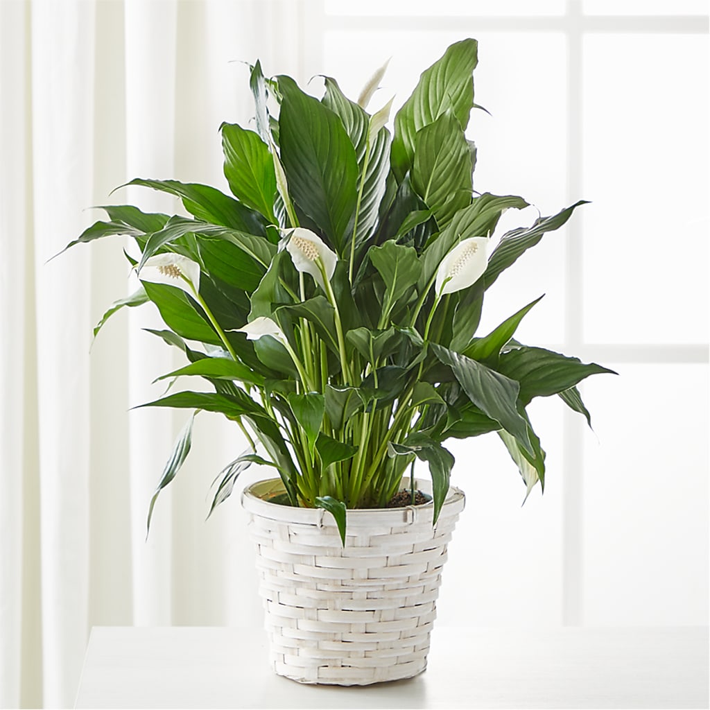 A New Leaf Peace Lily – Distinctive Designs Floral Llc, Vilonia AR