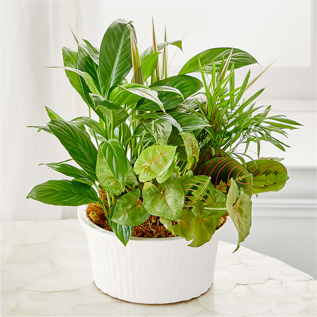 Balance & Harmony Dishgarden – Distinctive Designs Floral Llc, Vilonia AR