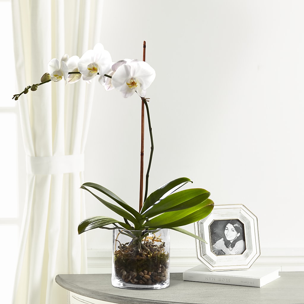 White Orchid Planter – Distinctive Designs Floral Llc, Vilonia AR