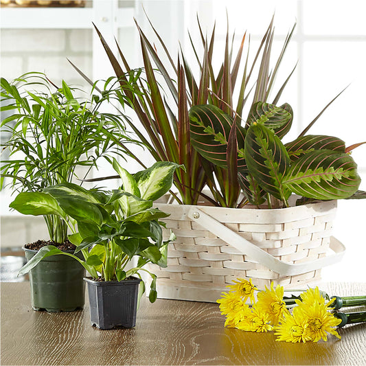 Florist Designed Blooming and Green Plants in a Basket –  Distinctive Designs Floral Llc, Vilonia AR