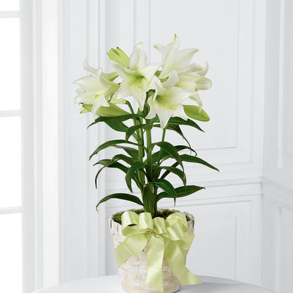 Easter Lily Plant –  Distinctive Designs Floral Llc, Vilonia AR