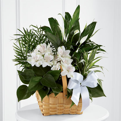 Peace & Serenity Dishgarden –  Distinctive Designs Floral Llc, Vilonia AR