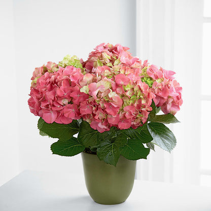Pink Hydrangea Planter –  Distinctive Designs Floral Llc, Vilonia AR