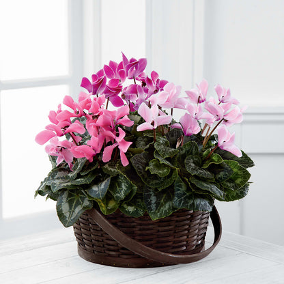 Mixed Cyclamen Planter –  Distinctive Designs Floral Llc, Vilonia AR