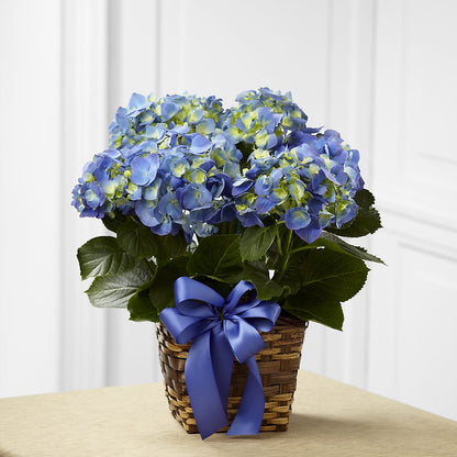 Blue Hydrangea Planter –  Distinctive Designs Floral Llc, Vilonia AR