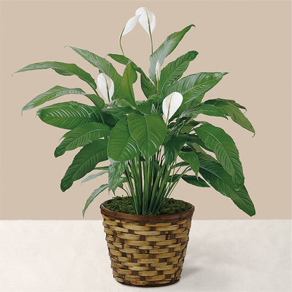 Tranquil Moments Peace Lily Plant –  Distinctive Designs Floral Llc, Vilonia AR