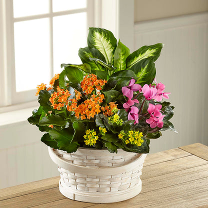 Color Crush Dishgarden –  Distinctive Designs Floral Llc, Vilonia AR