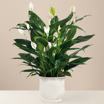 Comfort Planter –  Distinctive Designs Floral Llc, Vilonia AR