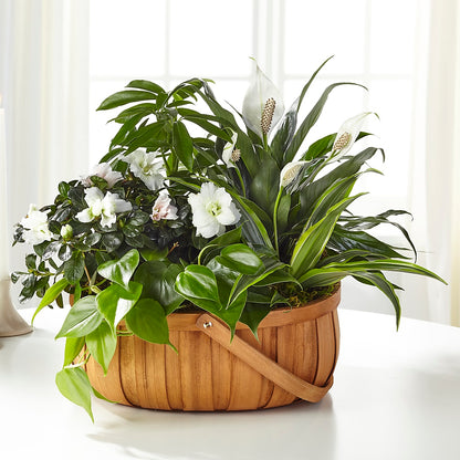 Serene Dishgarden –  Distinctive Designs Floral Llc, Vilonia AR