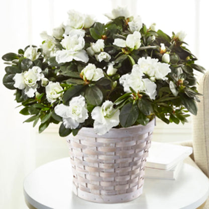 White Azalea Plant –  Distinctive Designs Floral Llc, Vilonia AR