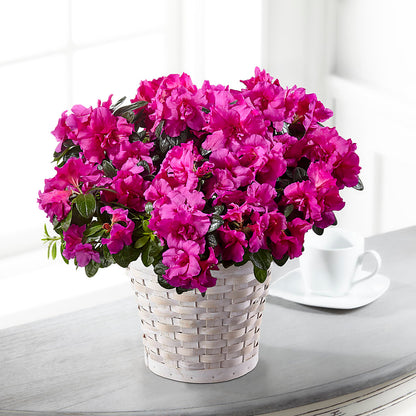 Hope & Serenity Azalea Plant –  Distinctive Designs Floral Llc, Vilonia AR