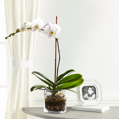 White Orchid Planter –  Distinctive Designs Floral Llc, Vilonia AR